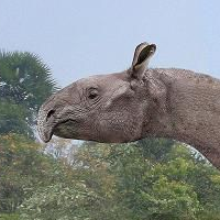 Indricotherium